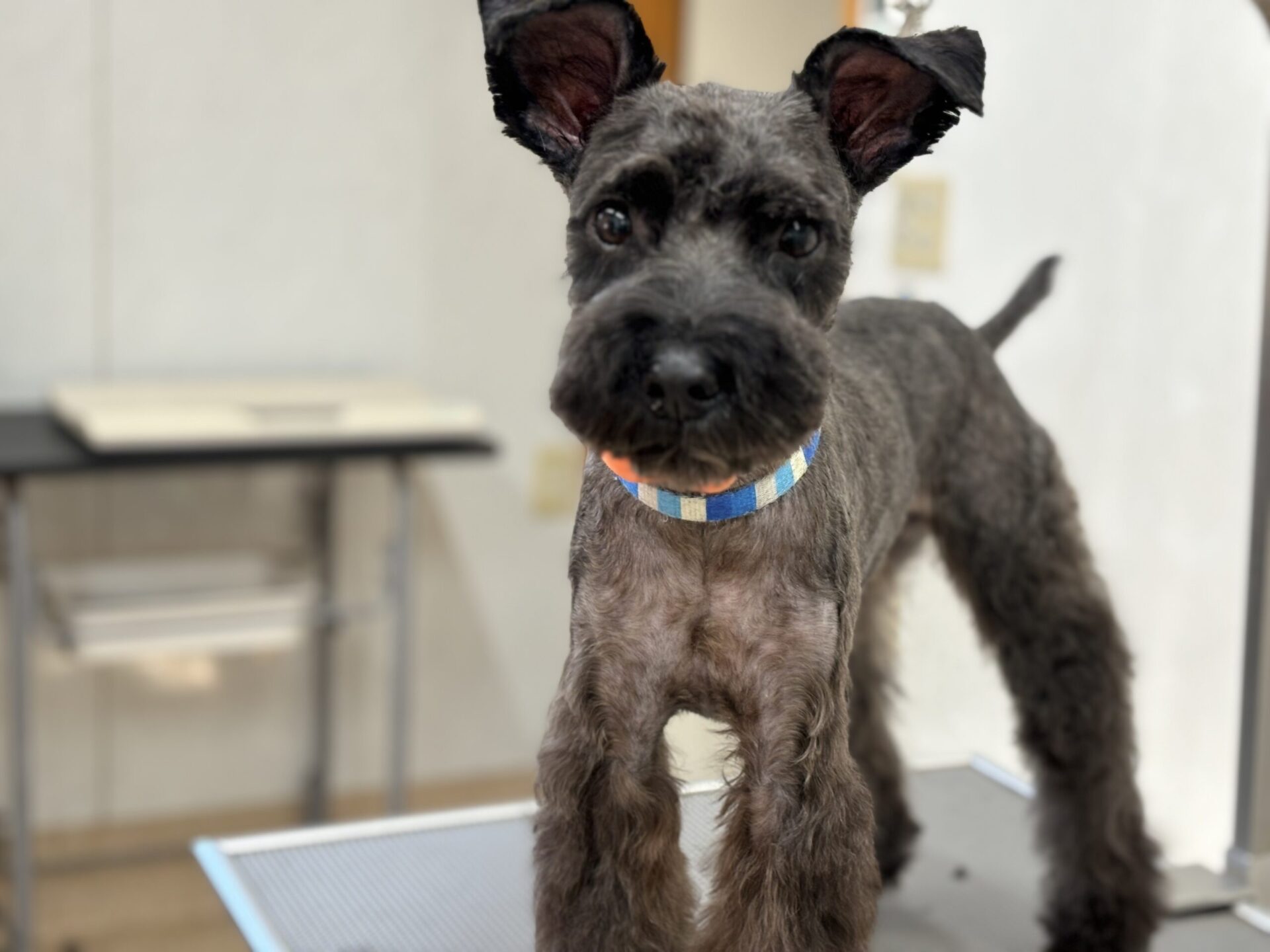 パンケーキ ドッグサロンべあ